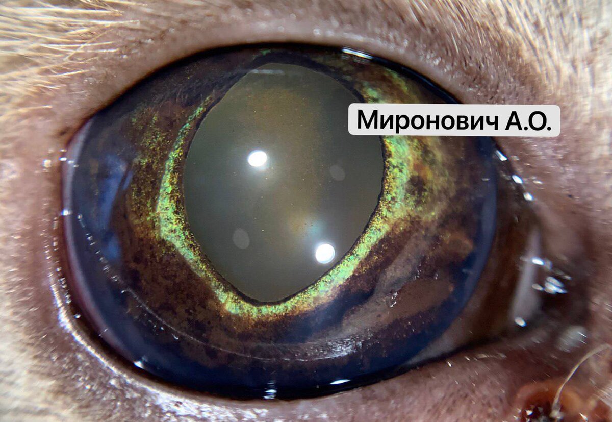 фото меланомы у кошки