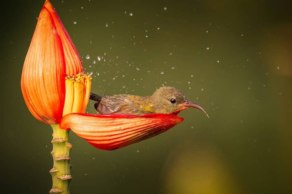     Фотограф из Индии запечатлел редкий кадр: крохотная нектарница купается в банановом цветке