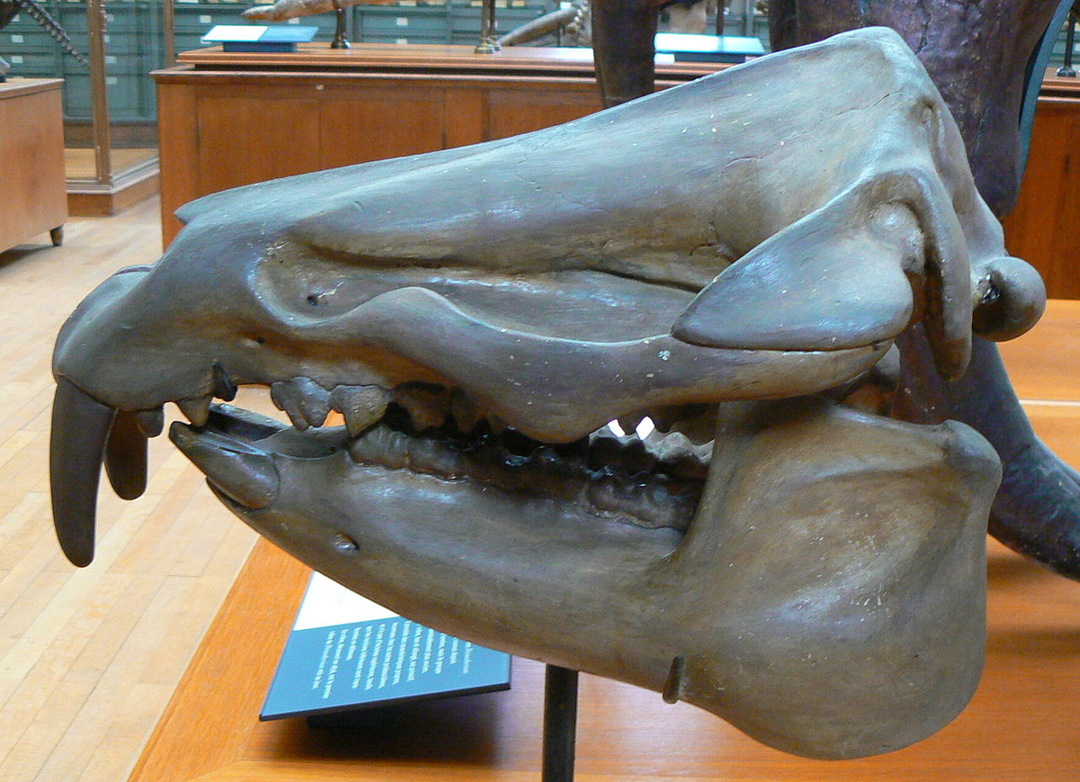 Череп меритерия Moeritherium lyonsi, Фото экспоната: Музей естествознания (Париж)