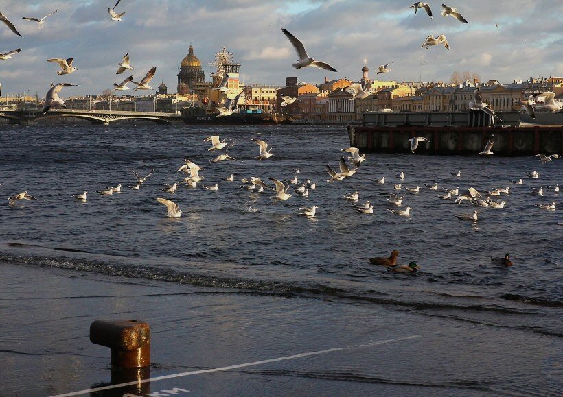 Городские чайки Питера.