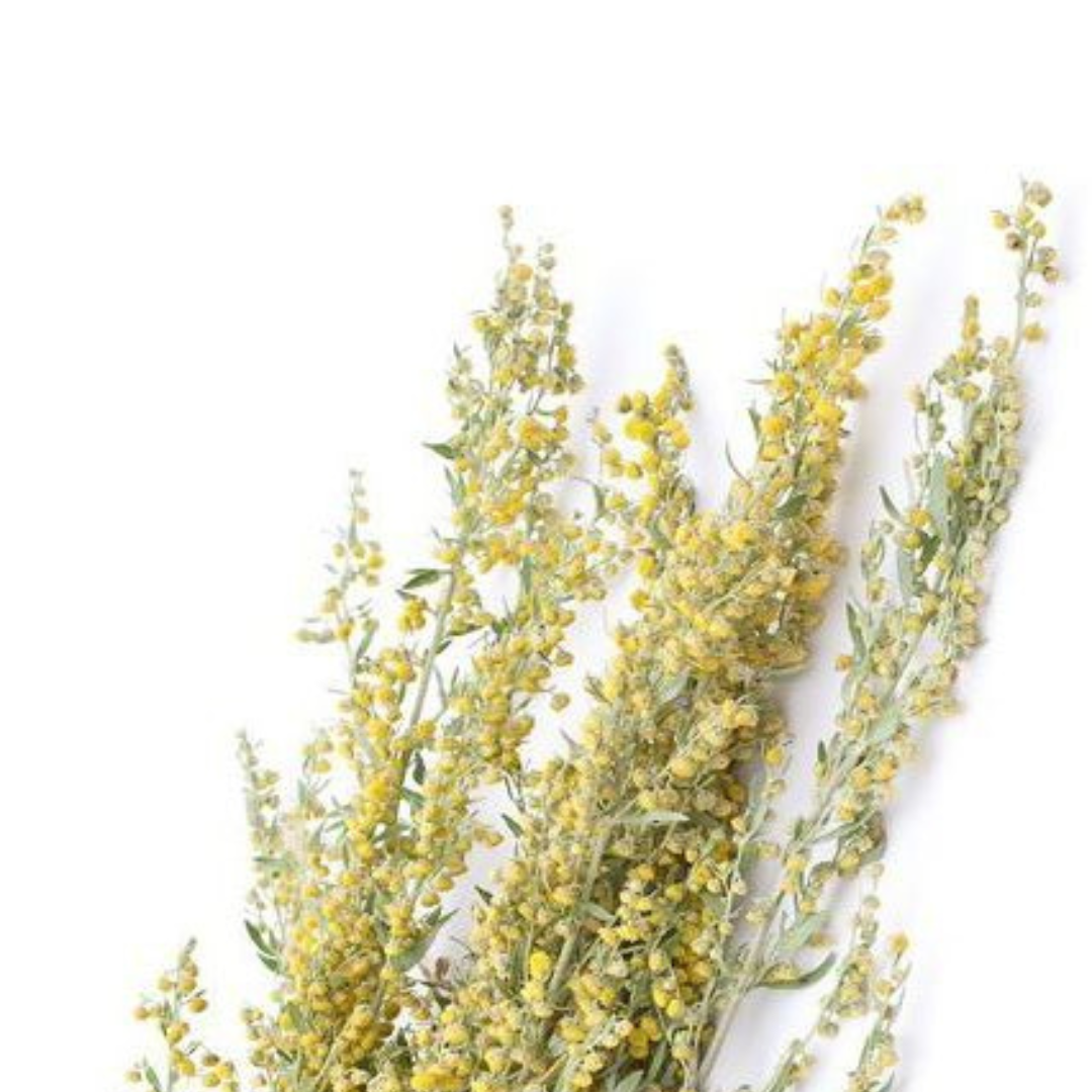 Полынь горькая