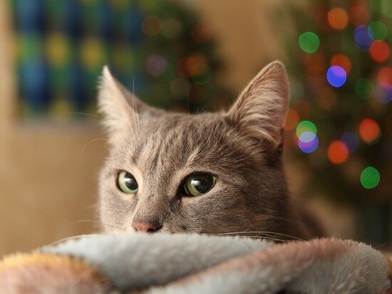     коту можно купить новую игрушку, которая заинтересует его намного больше. Фото: pixabay.com