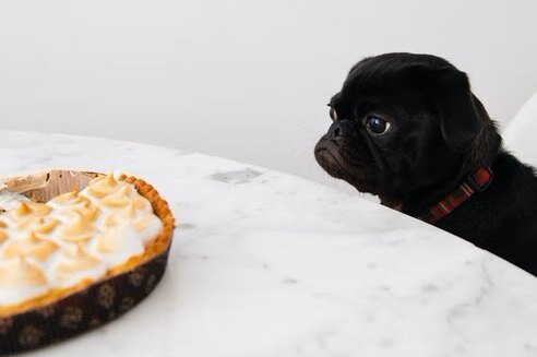     Что можно давать собаке из человеческой еды