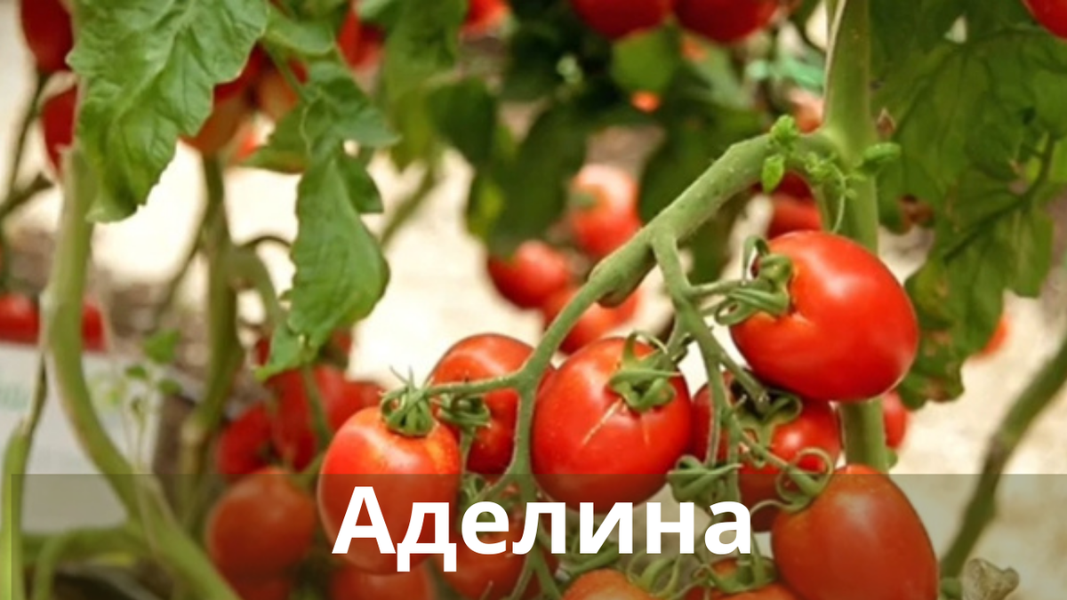 Аделина, Краковяк, Белый налив — неприхотливые сорта томатов. Ранний урожайплодов можно собирать через 80-100 дней после всходов растений