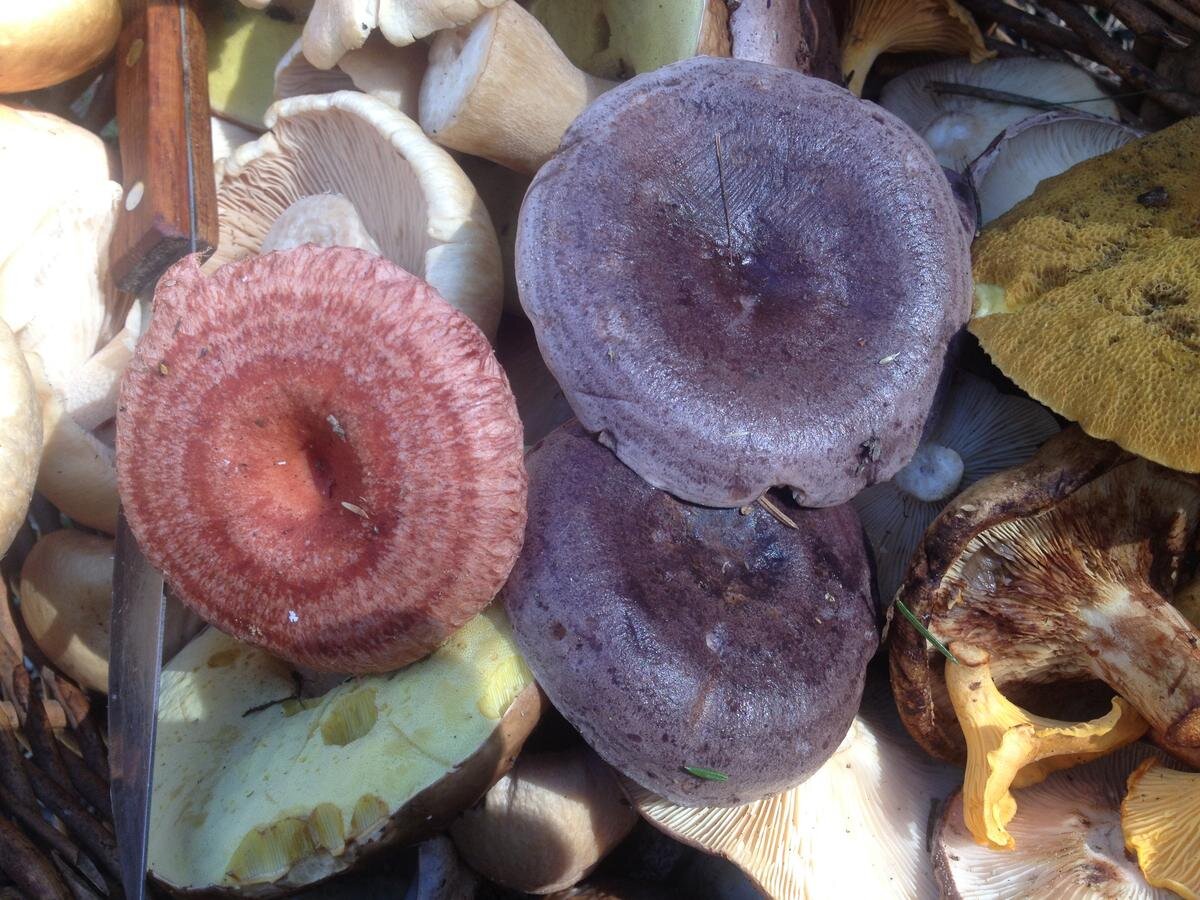Как выглядит гриб дождевик и его описание (+29 фото)