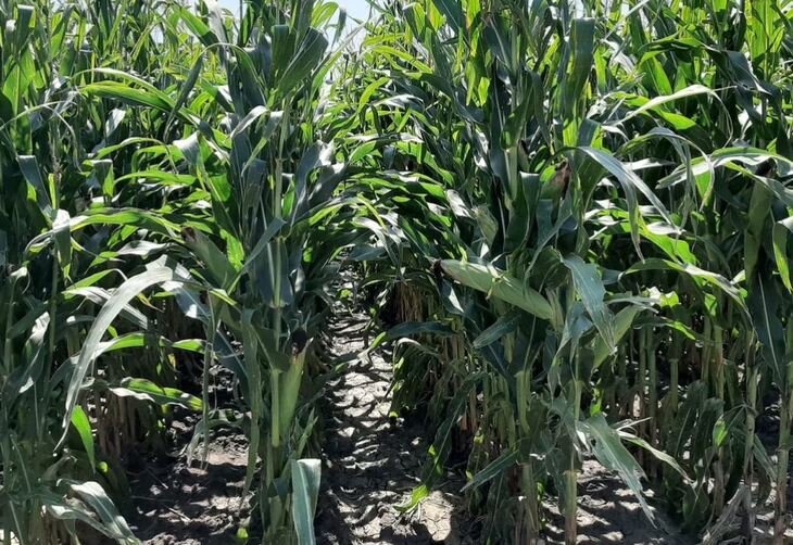    Органической кукурузе нашли гриба помощника