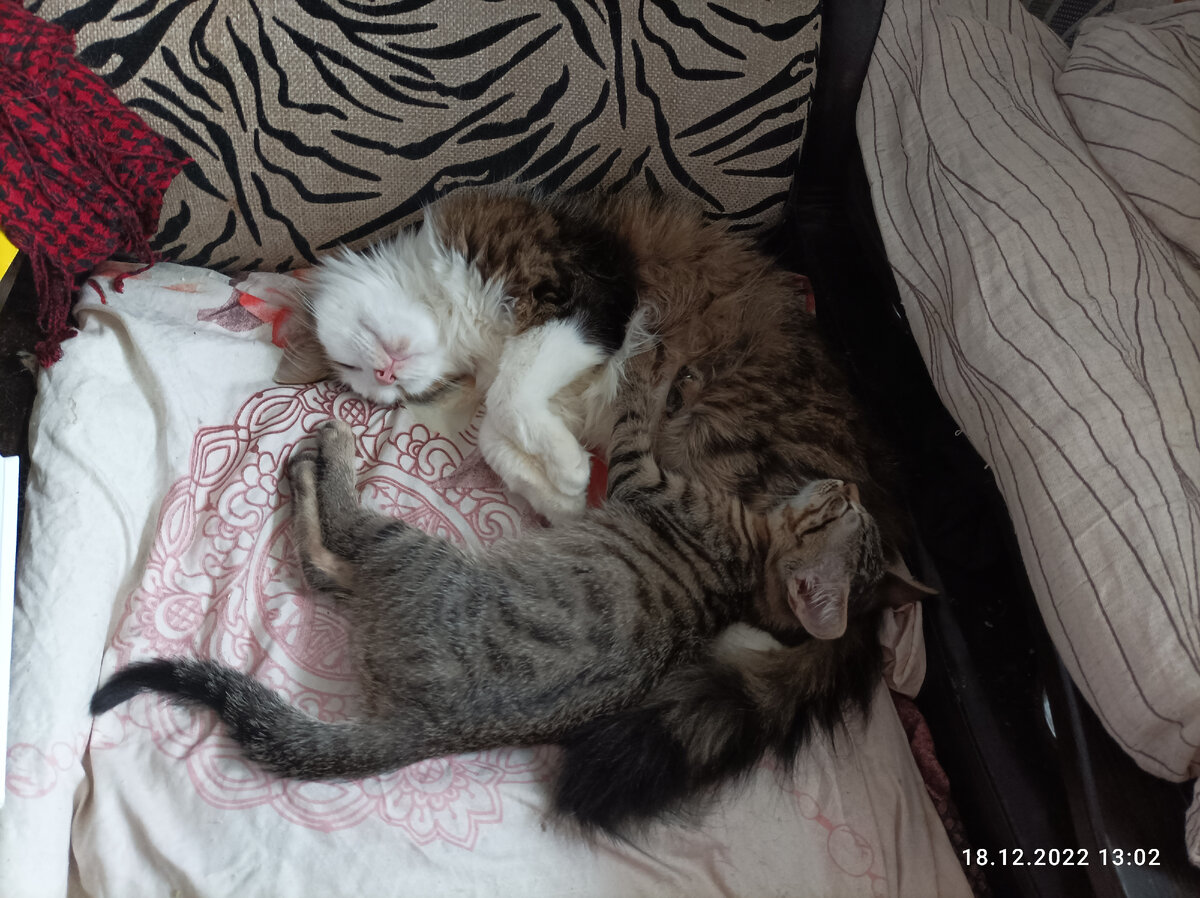 Гаврюша и Сама. 