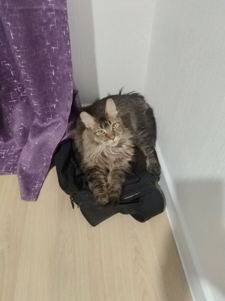 Рюкзак был обнюхан и утащен в котье пользование