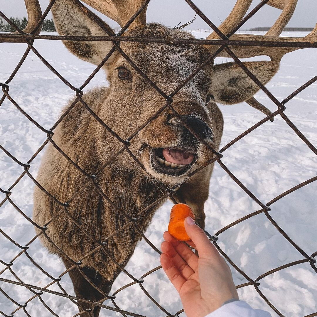 Зооферма в поселке Висим, Свердловская область / Фото: @bbbmbop