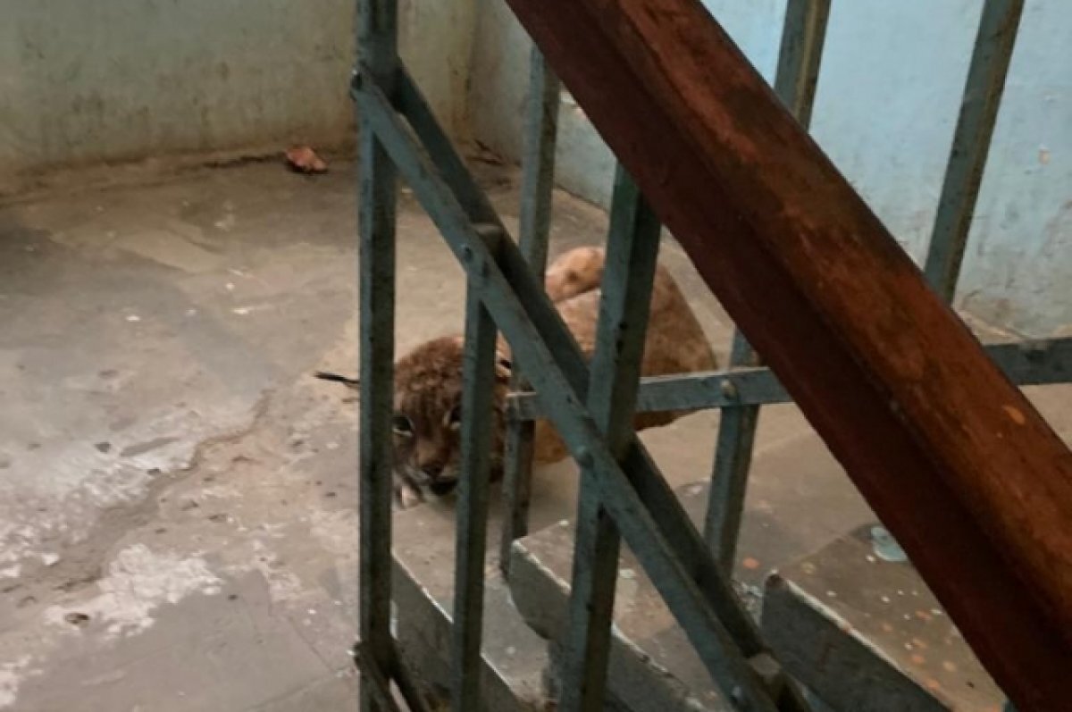    У домашней рыси Даши из Тулы не было ошейника, клейма и бирки