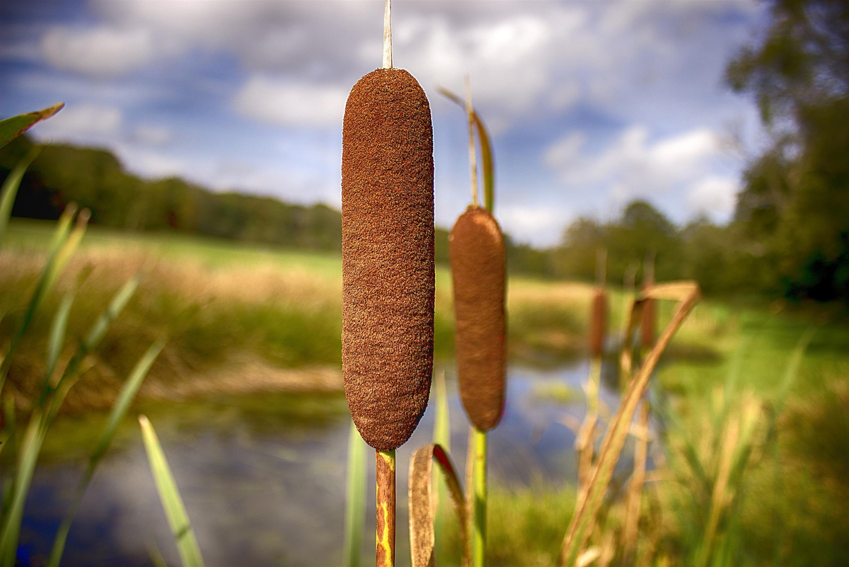 Рогоз Typha