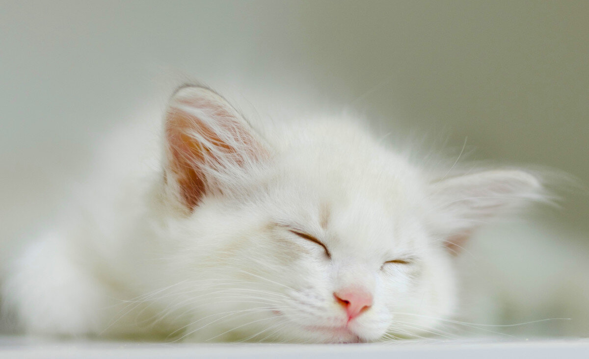 Источник: pexels.com, фотограф Peng Louis