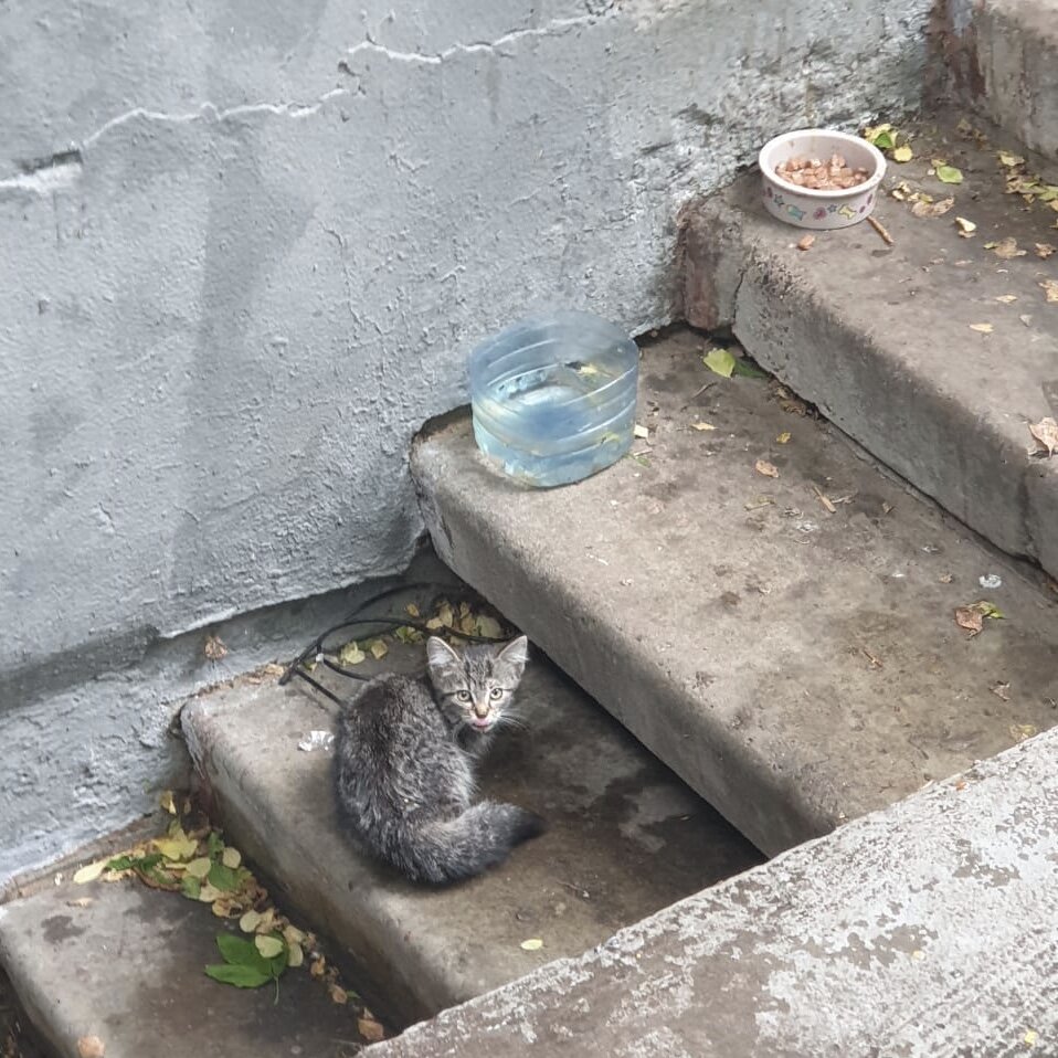 Так выживала на улице малышка Луана, ей повезло встретить человека с большим сердцем, потому теперь она в безопасности Adoption центра «Муркоша».