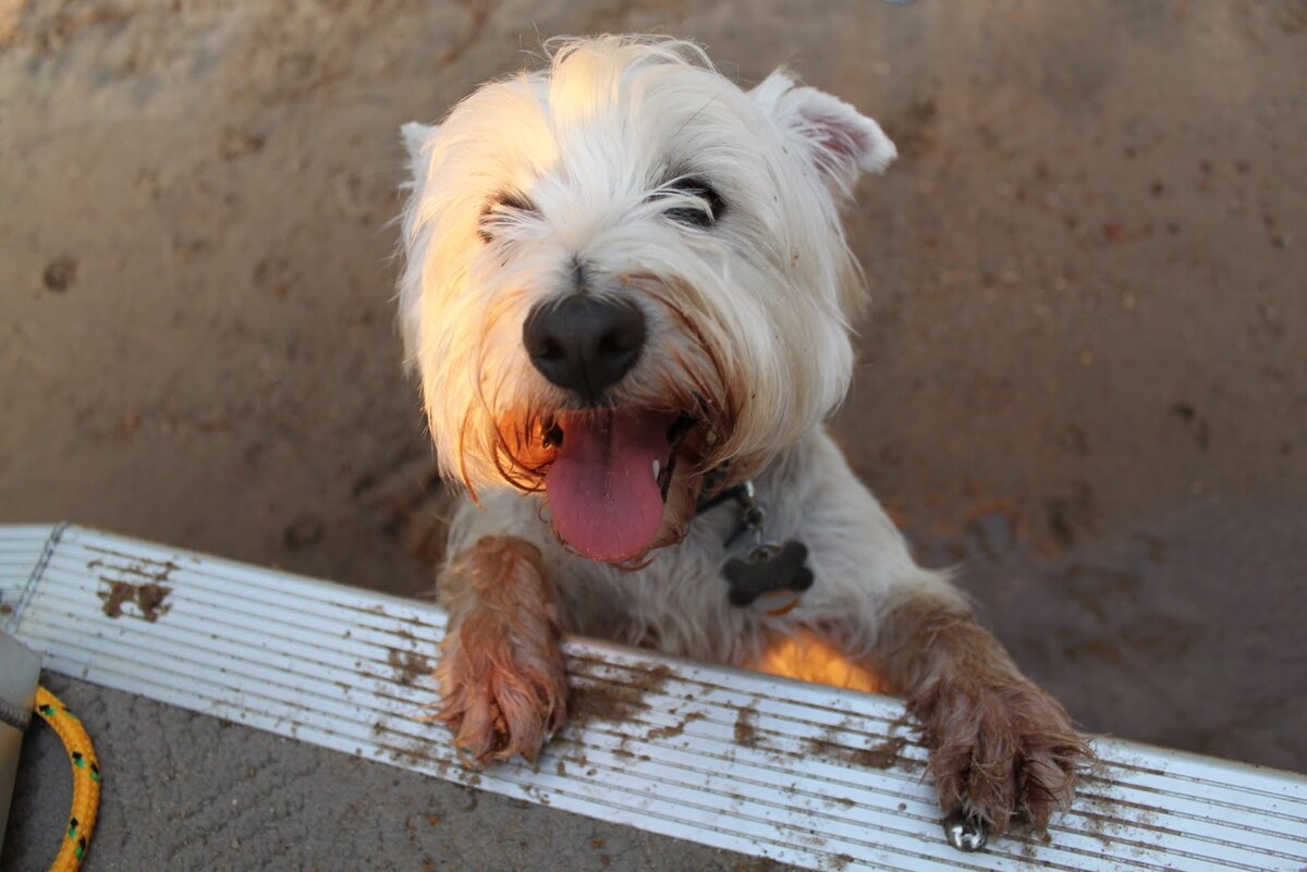 Если не помоешь мне лапки, это всё окажется в моём желудке!