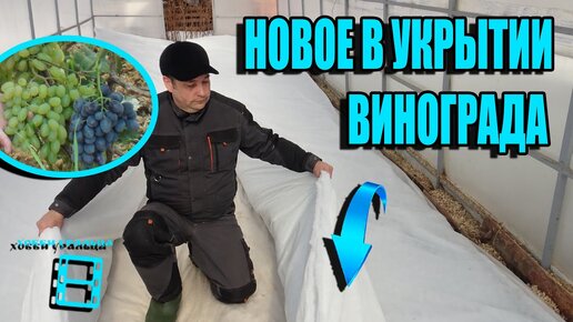 СУПЕР УКРЫТИЕ ВИНОГРАДА. КОГДА ОТКРЫВАТЬ ВИНОГРАД? СЕВЕРНЫЙ ВИНОГРАДНИК 3-21. ВИНОГРАД В ТЕПЛИЦЕ