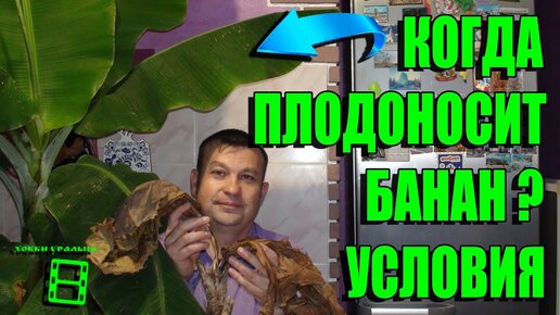 КОГДА ПЛОДОНОСИТ БАНАН? УСЛОВИЯ ВЫРАЩИВАНИЯ БАНАНА. СКОЛЬКО ЖИВЕТ КАРЛИКОВЫЙ БАНАН? ЭКЗОТИКА