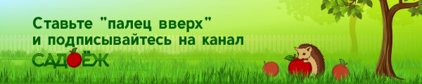 Покрасневшие листья у клубники - прямая угроза урожаю: что нужно сделать сейчас, чтобы спасти урожай0