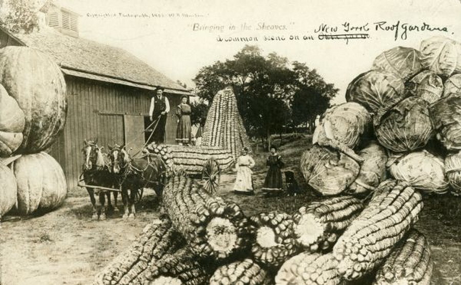 Гигантские овощи 19 века. Гигантские овощи а 18 веке. Гигантские овощи и фрукты на старых фотографиях. Старые овощи. Огромная п з