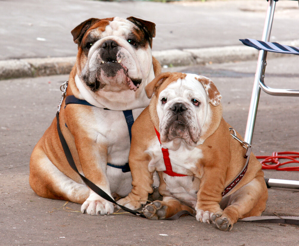 Английский бульдог ФИЛЯ  (киноактер мюзикл "Стиляги", реклама  «Савваж»,  «Скиттлс», фотоработы «Гламур», «ELLE»,   фотосэты:   детская    одежда  «Орби»,  Старап  Petcube,  Dunhill Boutiqe и др.) ,  и МАРФУТА.