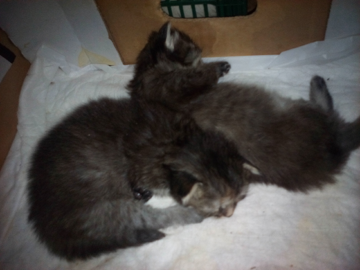 Оба коты. Будут крупными и лохматыми.