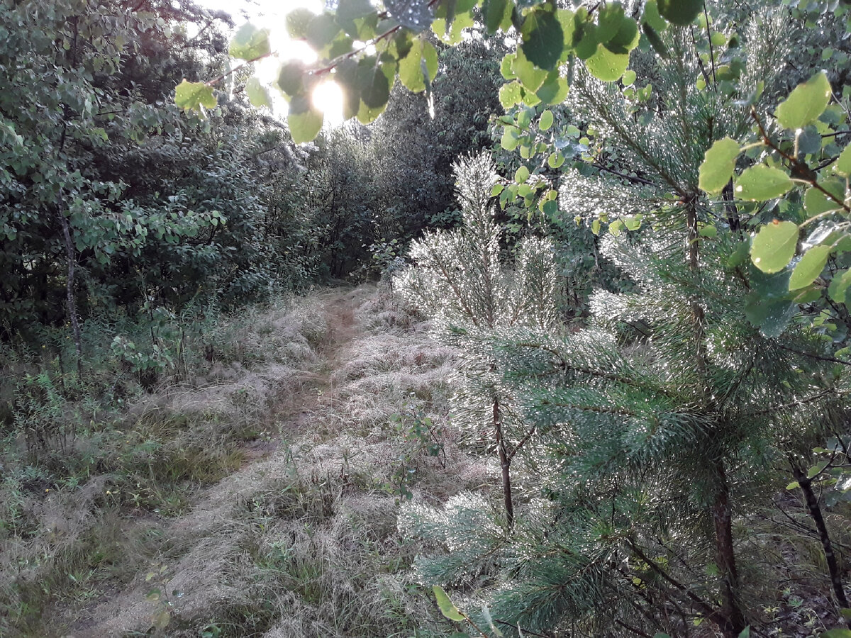 Лес после дождя. Фото из личного архива.