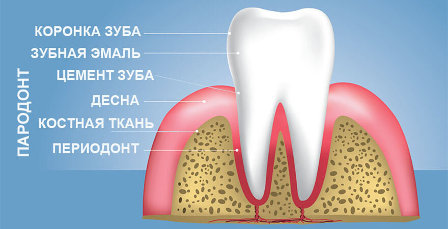 Строение тканей зуба