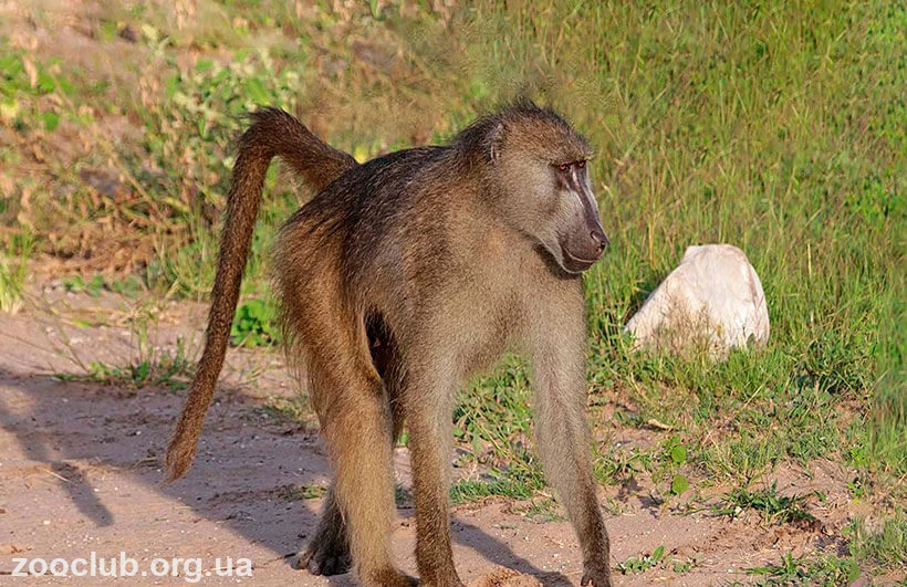 Фото в свободном доступе