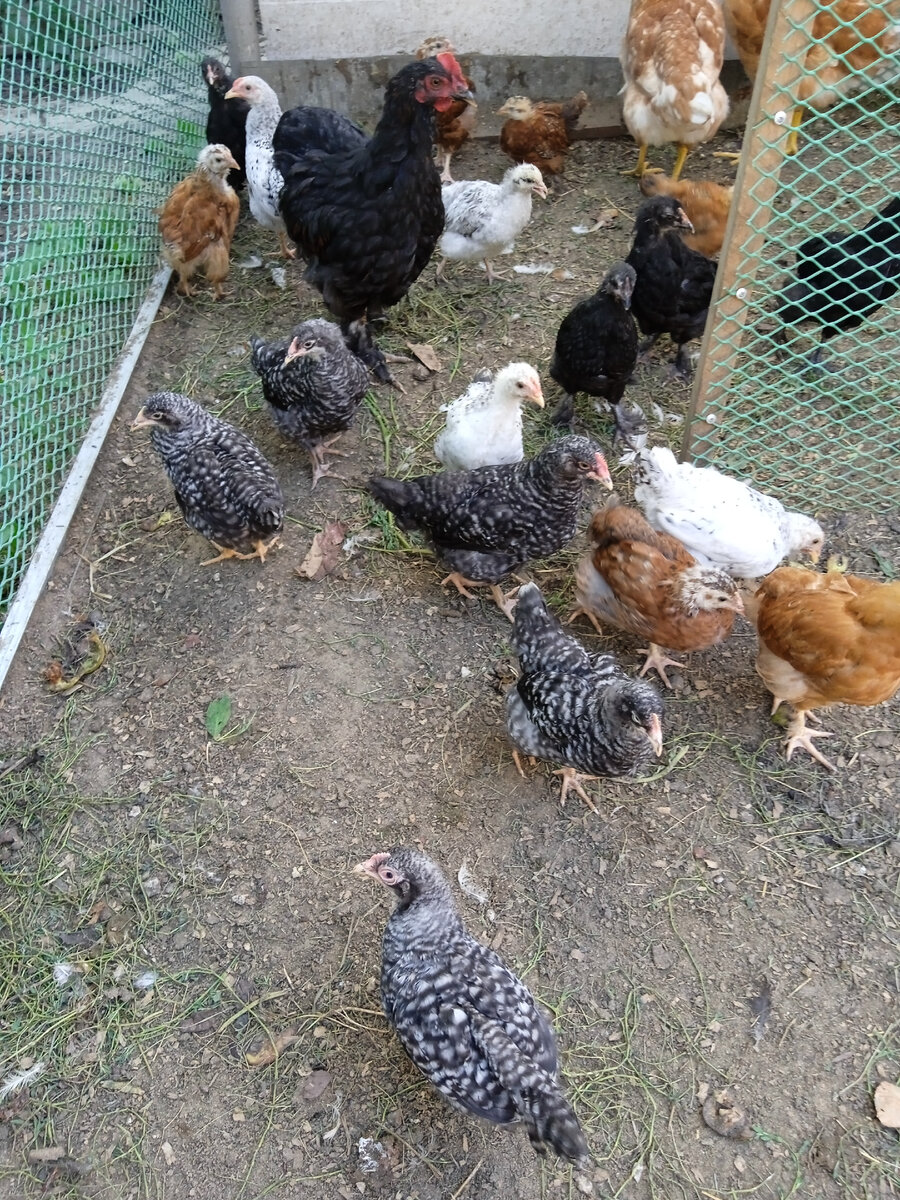 Это цыплята от второго потока. Им 2 месяца. Видно что полосатые - петушки. 