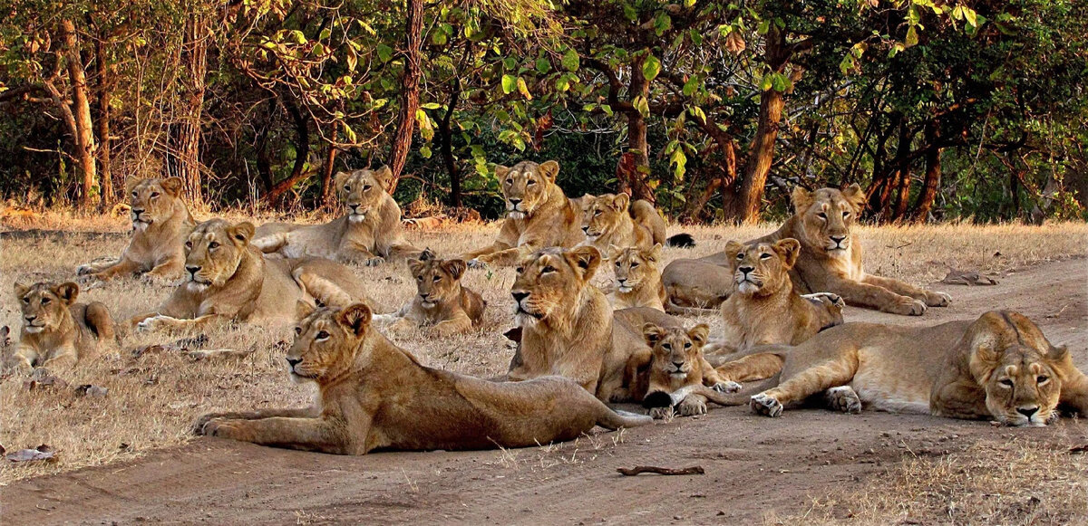 Львы Прайд - 60 фото | Lion family, Lion pictures, Lion photography