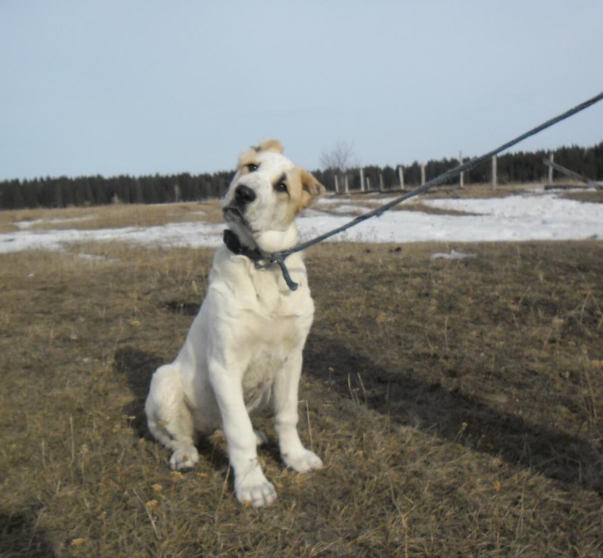 Это Хурмин. Подарок.