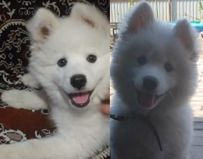 Метис немецкого шпица и самоедской собаки Мишутка