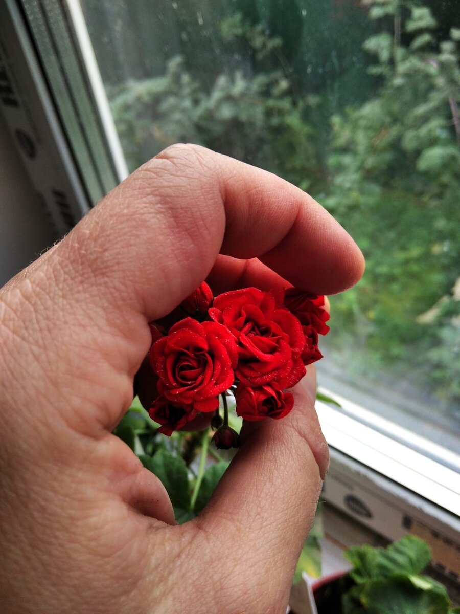 31.08.2021 года. Розебудная зональная пеларгония.