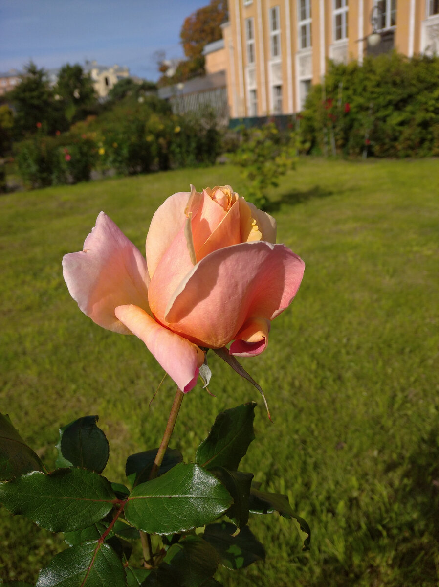 Medallion (Медальон)