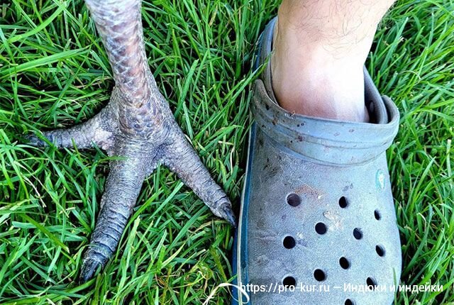 Добрый день! Обычно мясо любых птиц-бройлеров на вкус намного лучше обычного, так как оно мягче, сочнее и даже привлекательнее на вид.-5