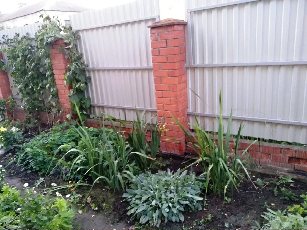 У забора сажала иргу