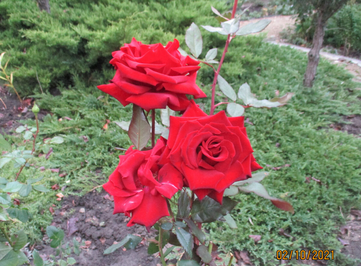 "Чёрная Магия"