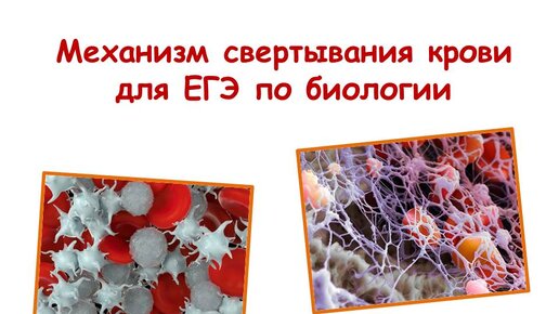 下载视频: Механизм свертывания крови для ЕГЭ по биологии