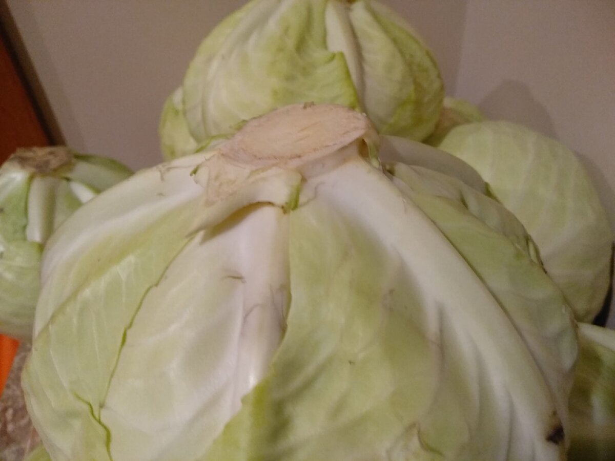 Беловатый цвет у вилков капусты