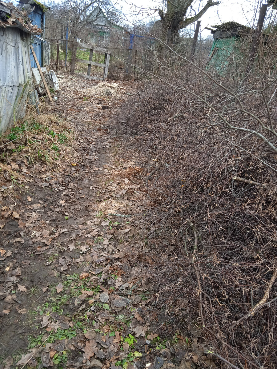 Вдоль забора, пока завалы веток от двух берёз). 