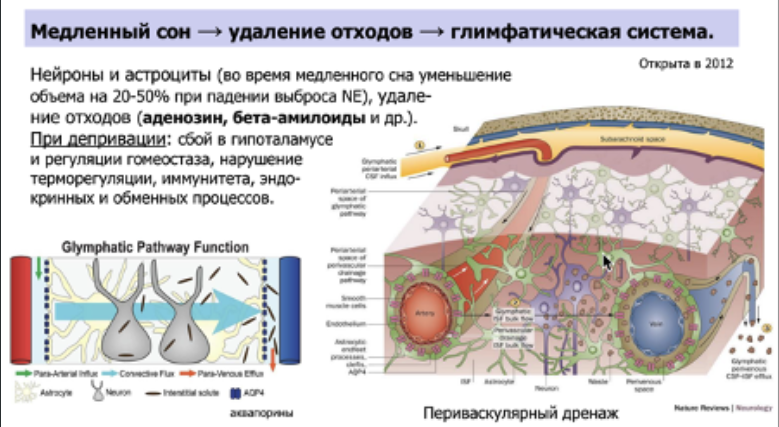 Периваскулярный дренаж