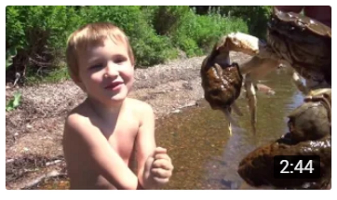 Dmitrievich Kompanets is studying crabs