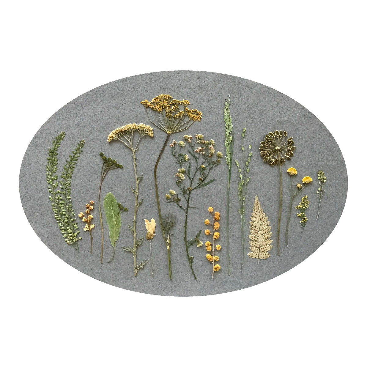 Гербарная композиция. Автор Ирина Шаврина (Философия Гербария)