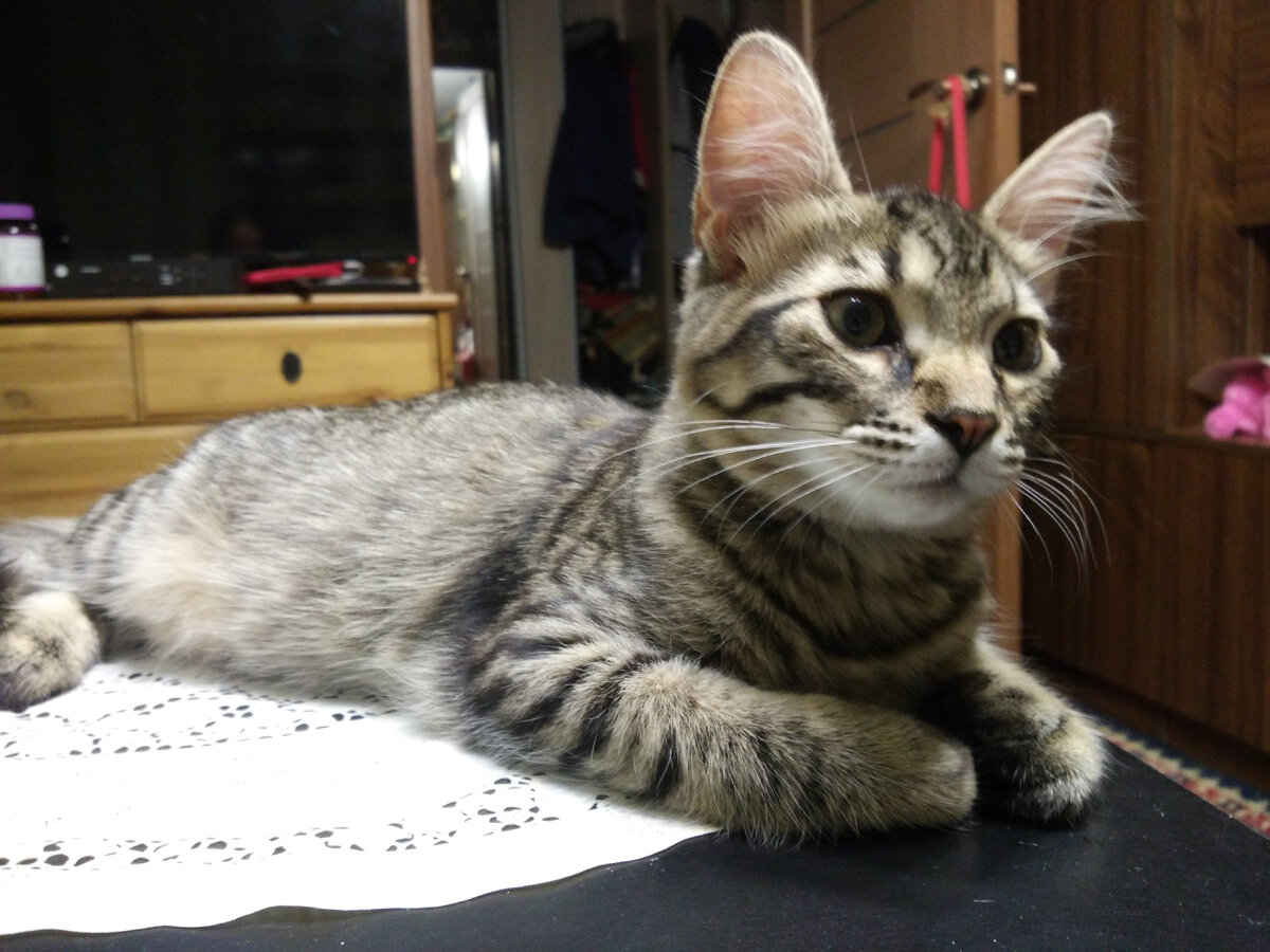 Куда дели мою игрушку?