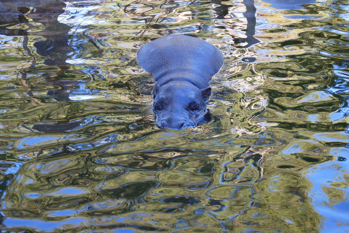 Рядом с бегемотом (из фотоархива автора блога)