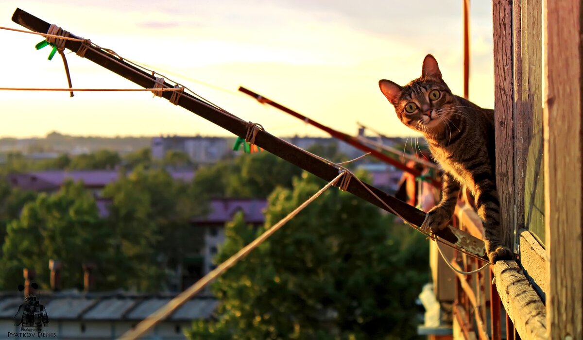 Котик на балконе с pixabay.com