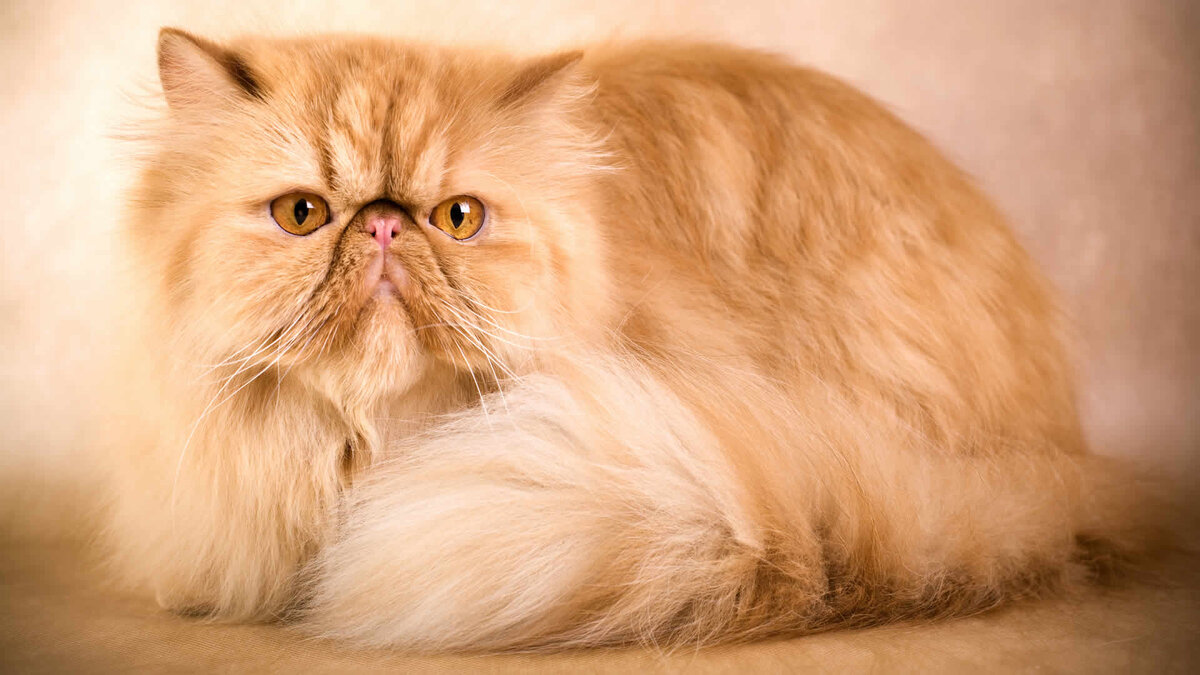 Порода кошек "Персидская кошка". И почему у них бывают кукольные мордочки?  | Екатерина Ольховская | Дзен