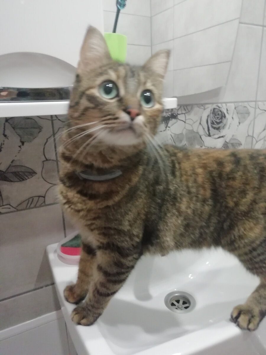 Это моя Ася уже в хорошем ошейнике Форесто и под контролем