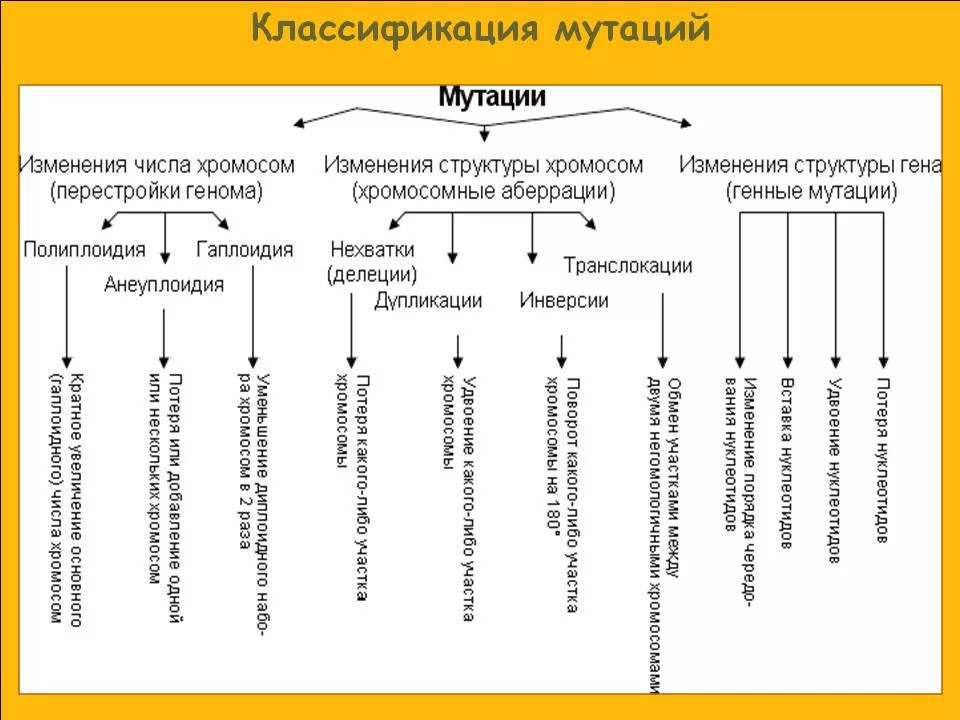 Схема виды хромосомных мутаций