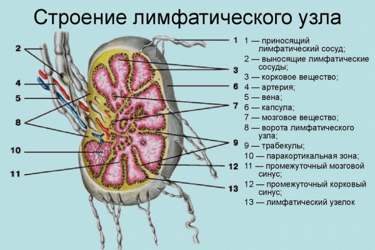 Воспаленные лимфоузлы под мышкой – о чем нас предупреждает организм ...
