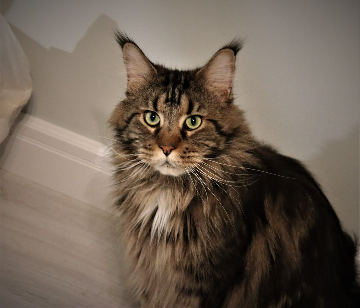 Фото из личного архива. Грей 